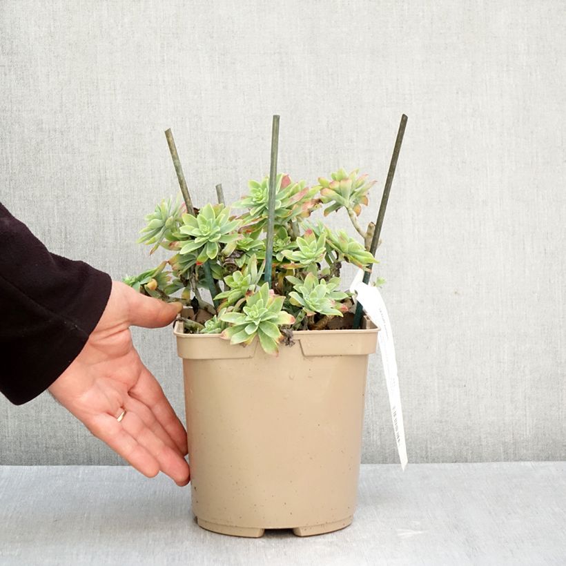 Spécimen de Sedum palmeri - Orpin de Palmer Pot de 3L/4L tel que livré en automne