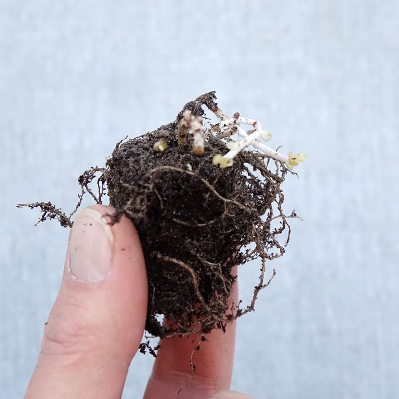 Spécimen de Sedum Pinky - Orpin Petites Racines nues, Qualité Extra équivalant à un pot de 2L tel que livré en hiver
