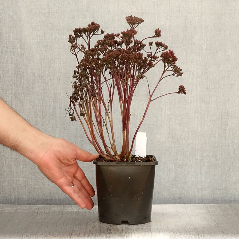 Spécimen de Sedum Purple Emperor - Orpin Pot de 1,5L/2L tel que livré en automne