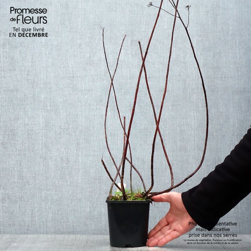 Spécimen de Sedum Purple Emperor - Orpin Pot de 1,5L/2L tel que livré en hiver