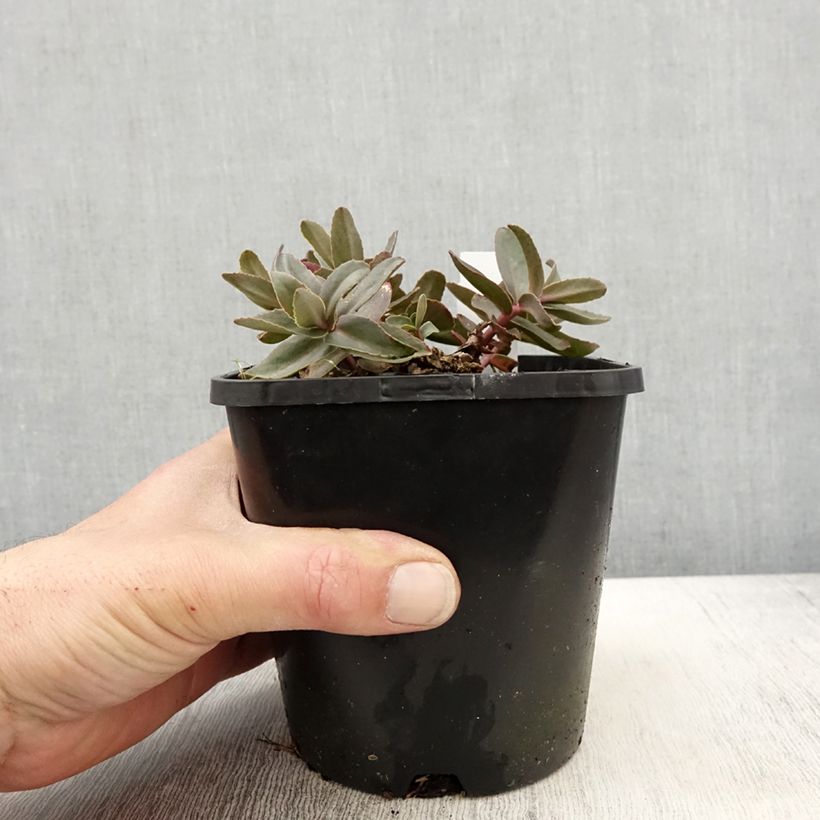 Spécimen de Sedum Purple Emperor - Orpin Pot de 1,5L/2L tel que livré au printemps