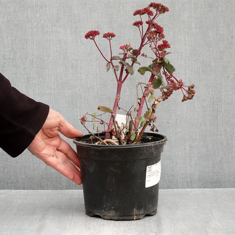 Spécimen de Sedum Red Cauli - Orpin Pot de 2L/3L tel que livré en automne