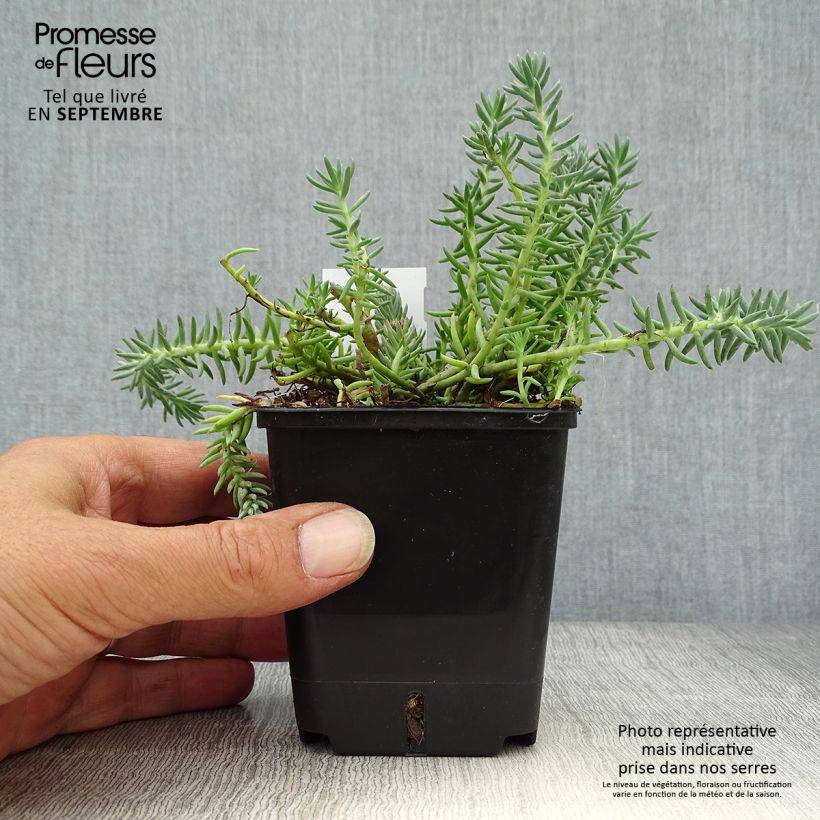 Spécimen de Sedum reflexum Blue Spruce Godet de 8/9 cm tel que livré en automne