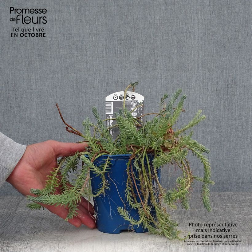 Spécimen de Sedum reflexum Blue Spruce Pot de 2L/3L tel que livré en automne
