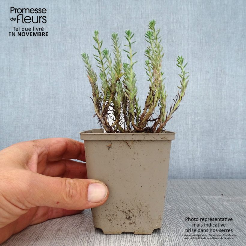 Spécimen de Sedum reflexum - Orpin des rochers, Orpin réfléchi Godet de 8/9 cm tel que livré en automne