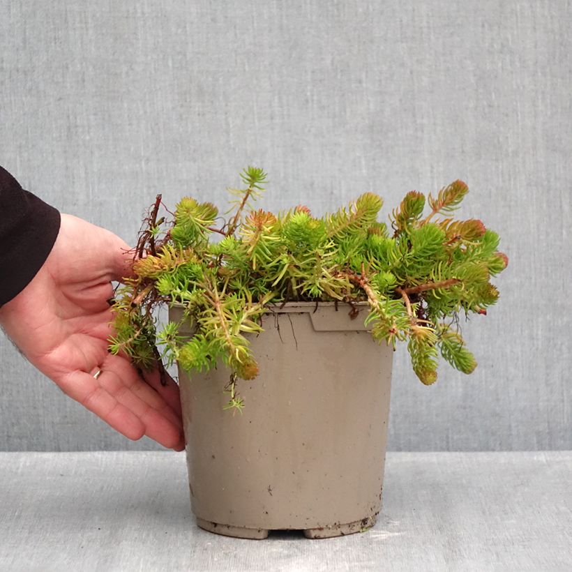 Spécimen de Sedum reflexum Yellow Cushion - Orpin réfléchi Pot de 3L/4L tel que livré en automne