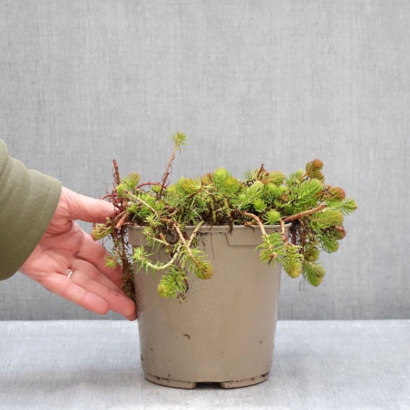 Spécimen de Sedum reflexum Yellow Cushion - Orpin réfléchi Pot de 3L/4L tel que livré en hiver