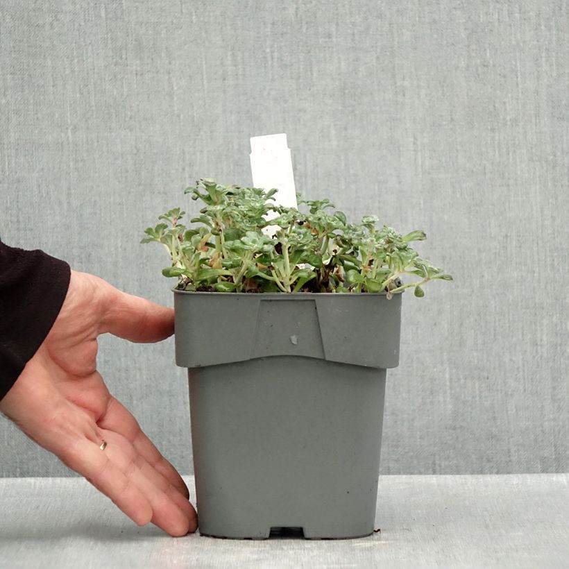 Spécimen de Sedum spathulifolium Purpureum - Orpin Pot de 2L/3L tel que livré en automne