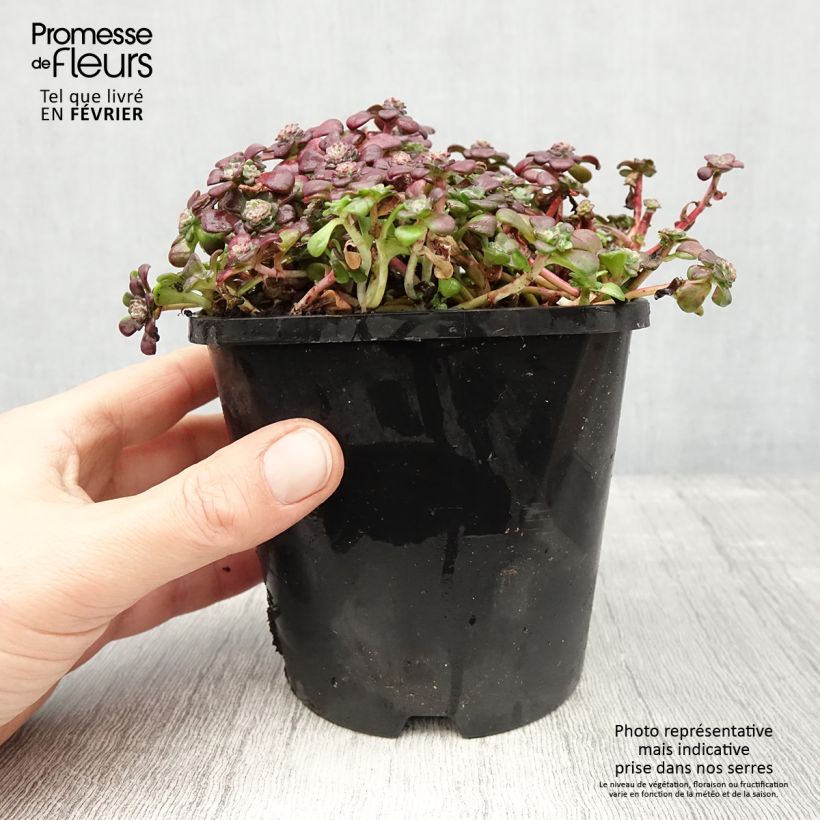 Sedum spathulifolium Purpureum Maceta 2L/3L Ejemplar entregado en invierno