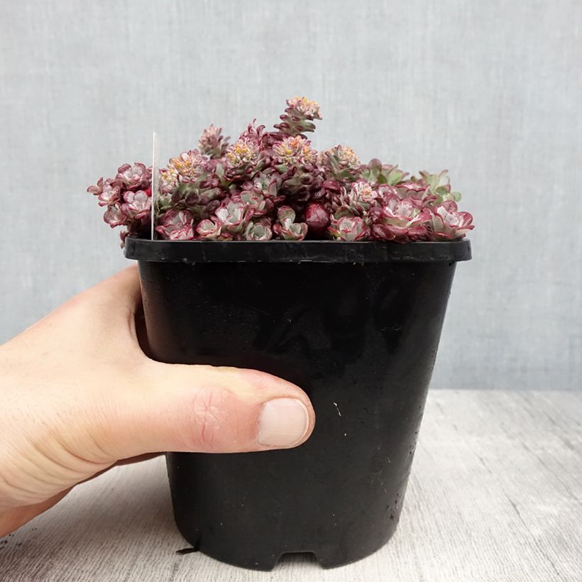 Spécimen de Sedum spathulifolium Purpureum - Orpin Pot de 2L/3L tel que livré au printemps