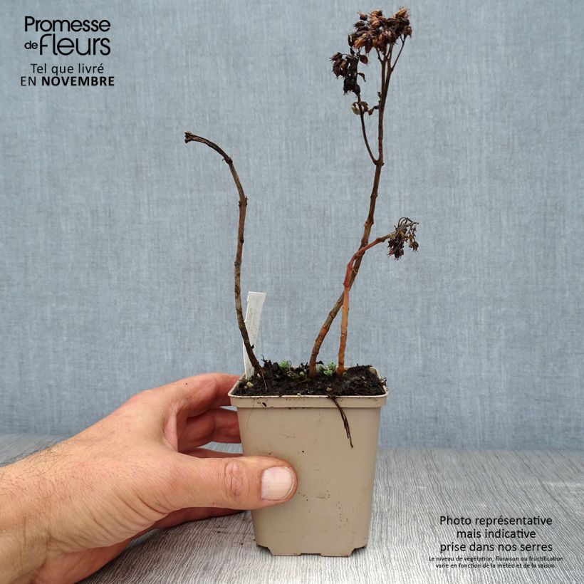 Spécimen de Sedum spectabile Meteor - Orpin d'automne Godet de 8/9 cm tel que livré en automne