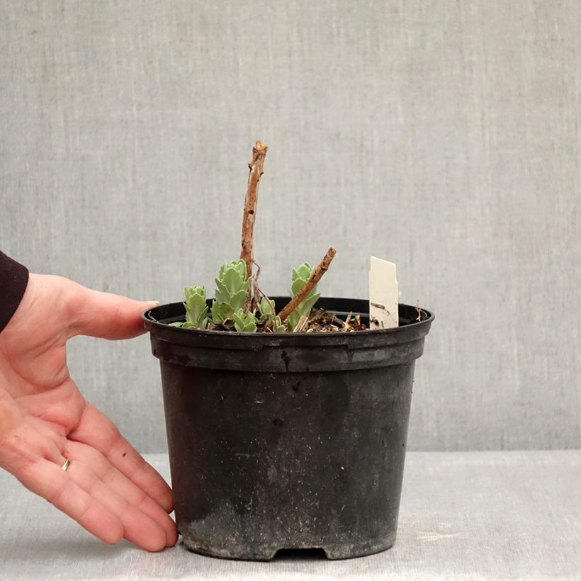 Amostra de Sedum spectabile Neon Vaso de 2 L/3 L tal como entregue no inverno