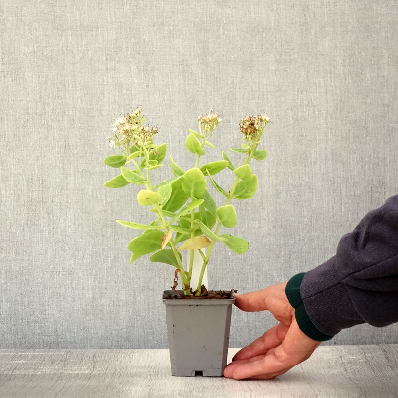 Spécimen de Sedum spectabile Stardust - Orpin d'automne Godet de 8/9 cm tel que livré en automne