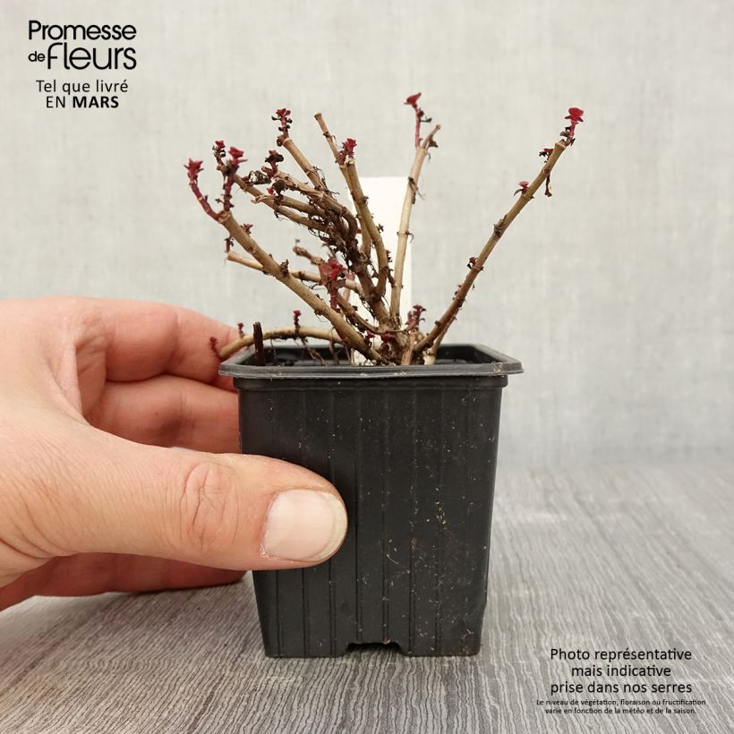 Spécimen de Sedum spurium Dragon Blood (schorbuser blüt) - Orpin Godet de 8/9 cm tel que livré au printemps