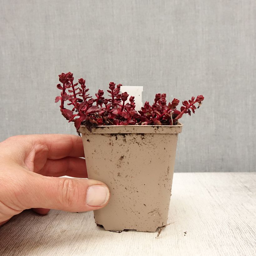 Spécimen de Sedum spurium Fuldaglut - Orpin Godet de 8/9 cm tel que livré au printemps