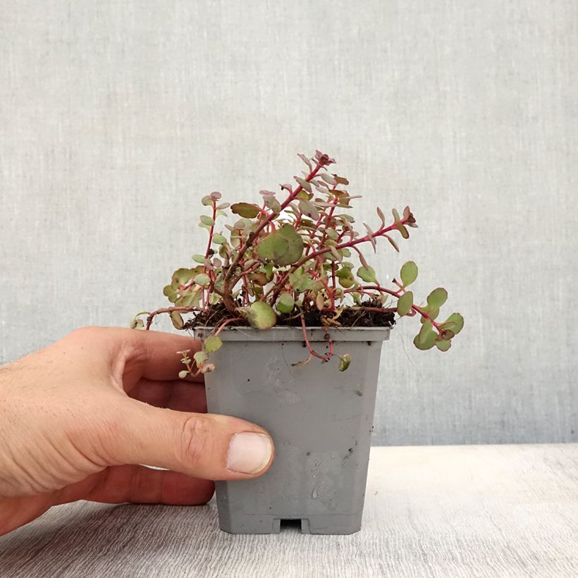 Spécimen de Sedum spurium Woodoo - Orpin Godet de 8/9 cm tel que livré en automne