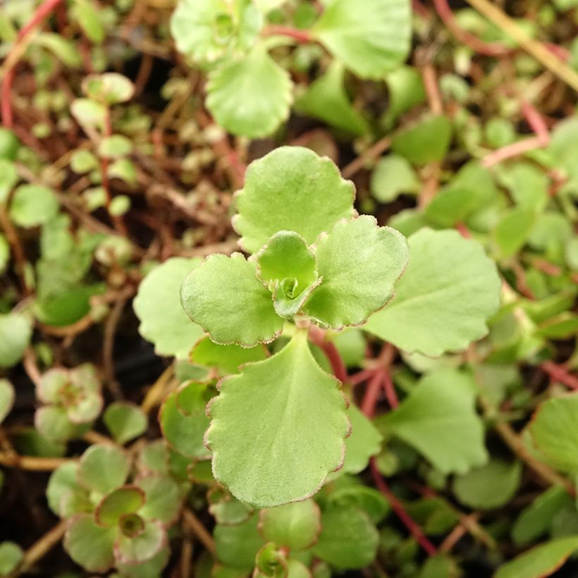 Sedum spurium Woodoo - Orpin (Feuillage)