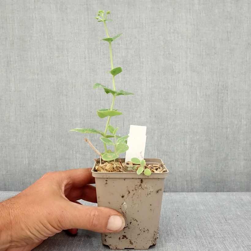 Spécimen de Sedum Sunkissed Godet de 8/9 cm tel que livré en été
