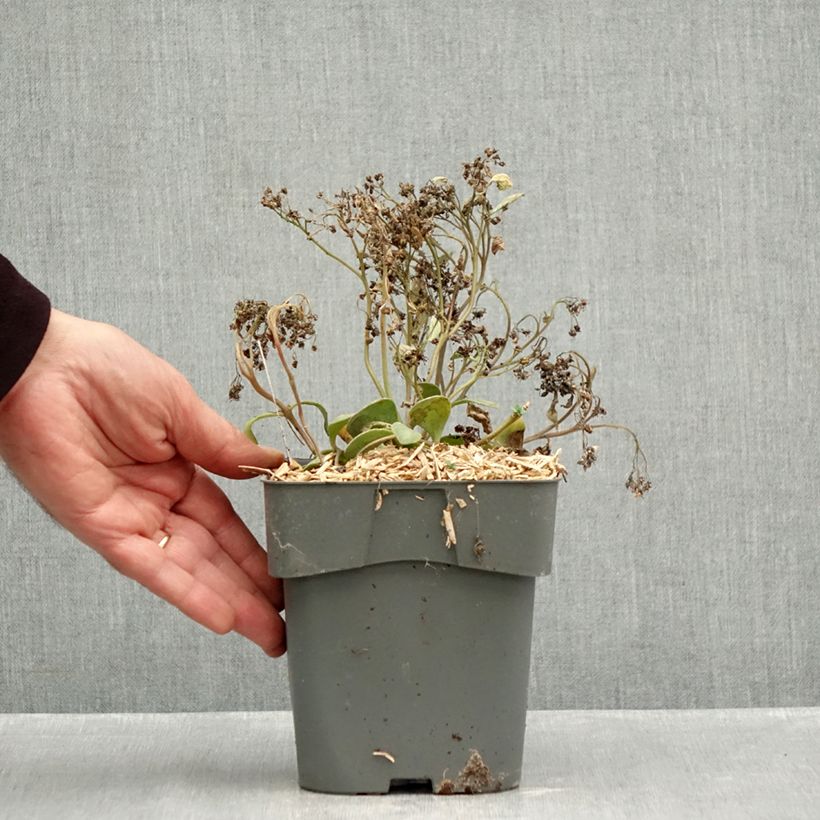 Spécimen de Sedum Sunsparkler Dazzleberry - Orpin bleu Pot de 2L/3L tel que livré en automne
