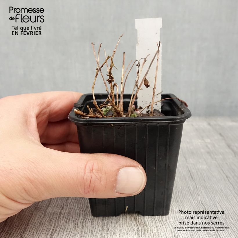 Spécimen de Sedum Sunsparkler Dream Dazzler - Orpin hybride Godet de 8/9 cm tel que livré en hiver