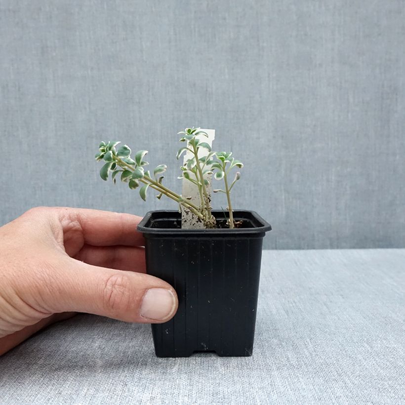 Spécimen de Sedum Sunsparkler Dream Dazzler - Orpin hybride Godet de 8/9 cm tel que livré au printemps