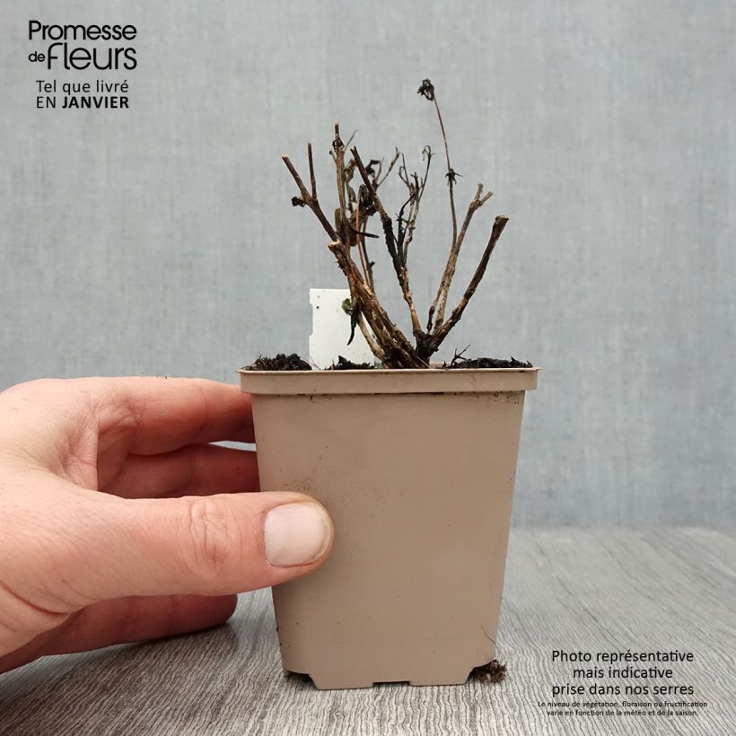 Spécimen de Sedum SUNSPARKLER® Plum Dazzled - Orpin Godet de 8/9 cm tel que livré en hiver