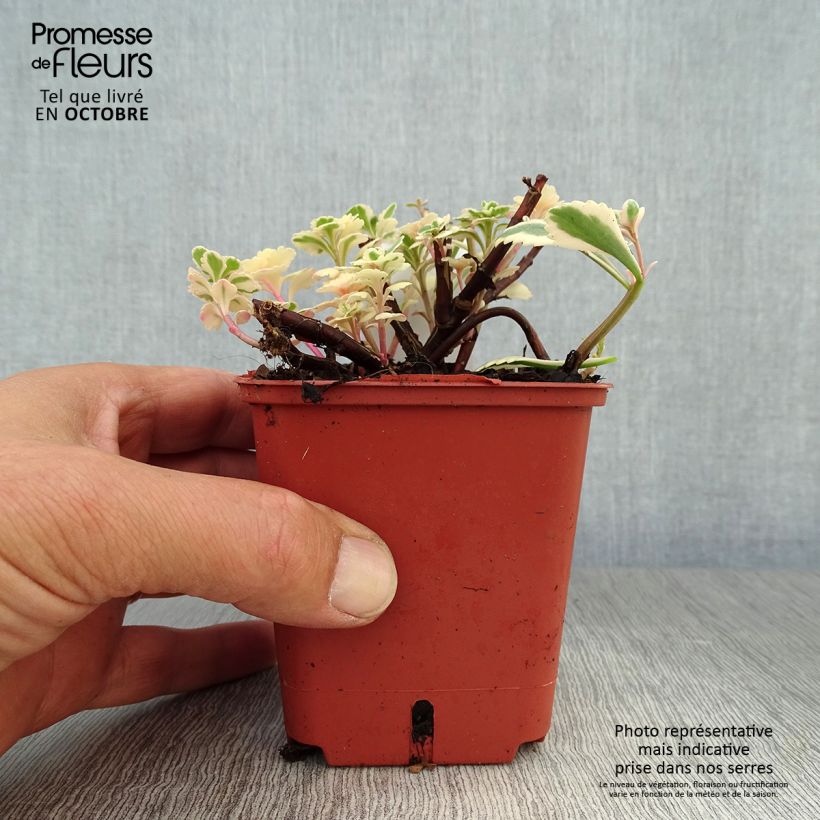 Spécimen de Sedum takesimense Atlantis - Orpin panaché  Godet de 8/9 cm tel que livré en automne