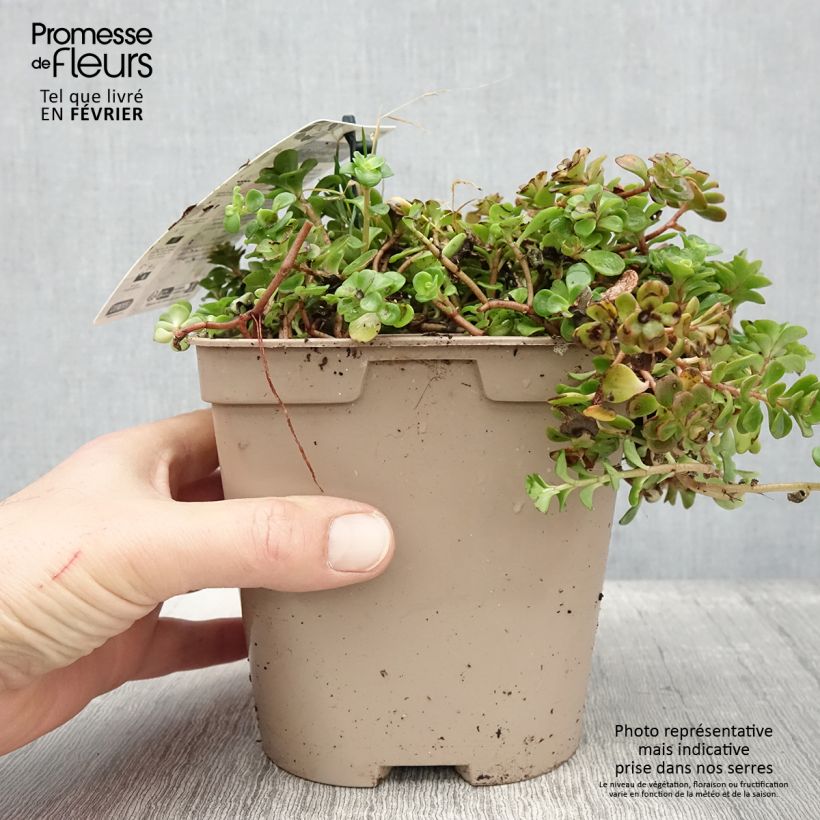 Spécimen de Sedum tetractinum Coral Reef - Orpin Pot de 2L/3L tel que livré en hiver