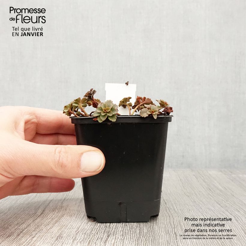 Spécimen de Sedum Weihenstephaner Gold - Orpin jaune Godet de 8/9 cm tel que livré en hiver