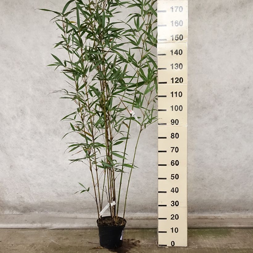 Spécimen de Semiarundinaria fastuosa Viridis - Bambou Pot de 4L/5L tel que livré en automne