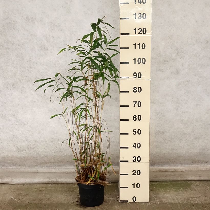 Spécimen de Semiarundinaria yashadake Kimmei - Bambou moyen Pot de 4L/5L tel que livré en automne