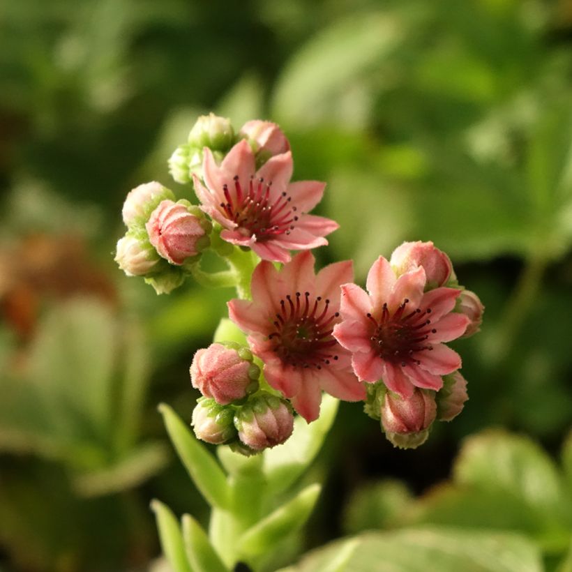 Sempervivum arachnoideum Rubrum (Floraison)