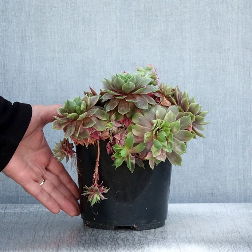 Spécimen de Sempervivum (BigSam series) Ruby Star - Joubarbe Pot de 3L/4L tel que livré en automne