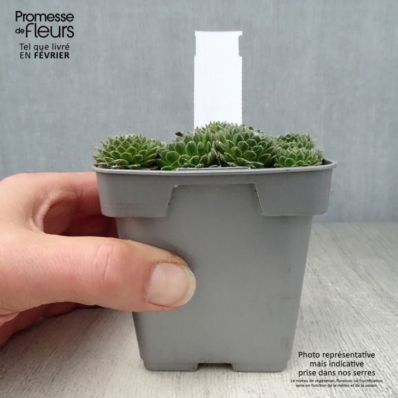 Spécimen de Sempervivum Chick Charms ® Cotton Candy - Joubarbe verte au cœur cotonneux Pot de 10 cm/11cm tel que livré en hiver