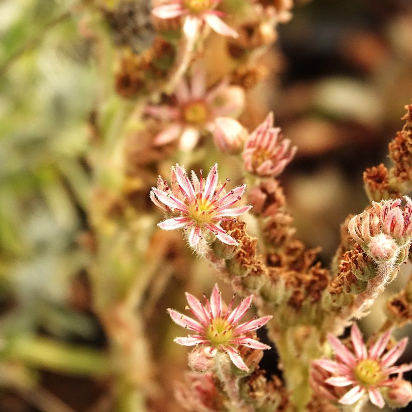 Sempervivum Chick Charms Grape Galaxy - Joubarbe (Floraison)