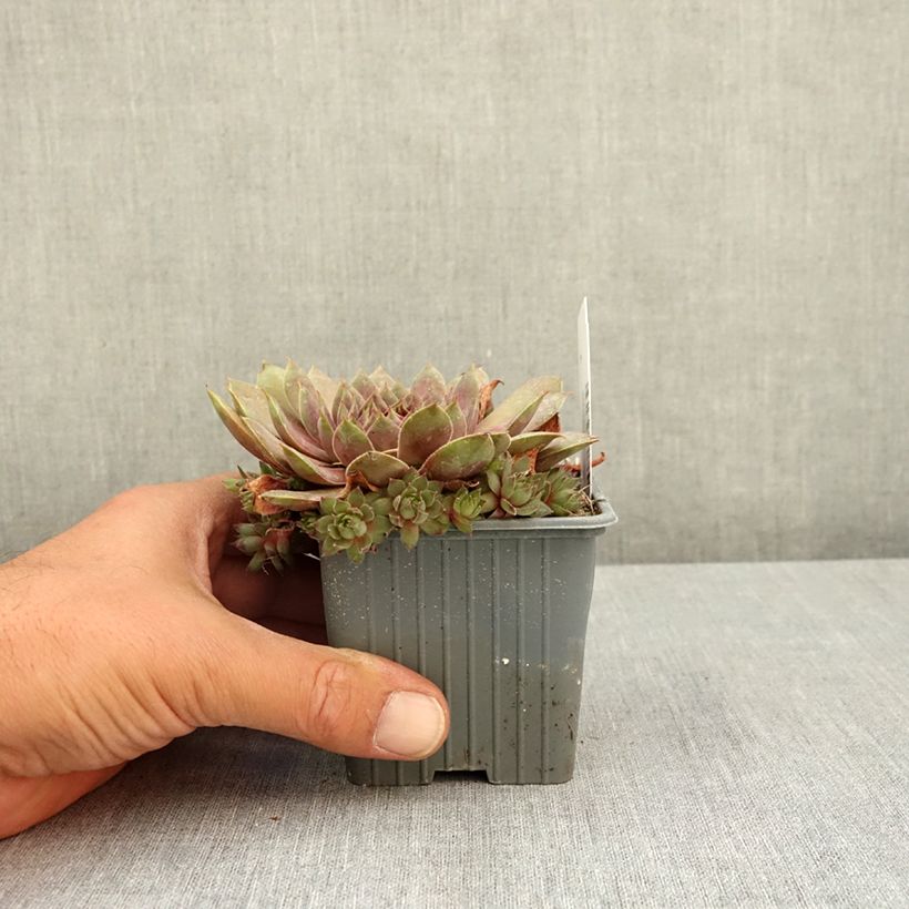 Spécimen de Sempervivum Colorockz Coconut Crystal - Joubarbe Godet de 8/9 cm tel que livré en été