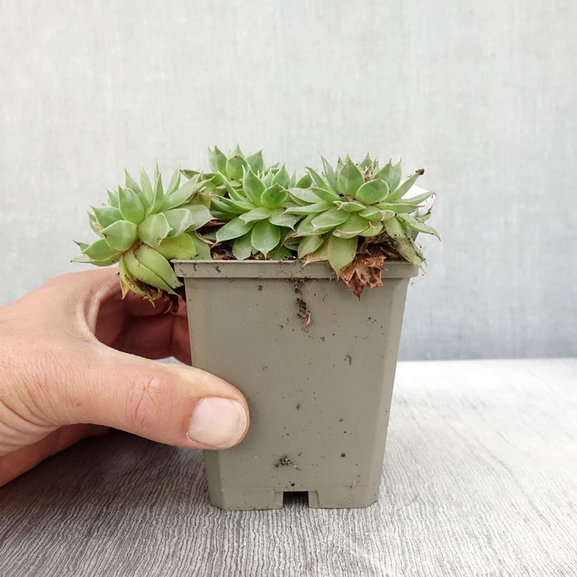 Spécimen de Sempervivum Gay Jester - Joubarbe hybride Godet de 8/9 cm tel que livré en automne