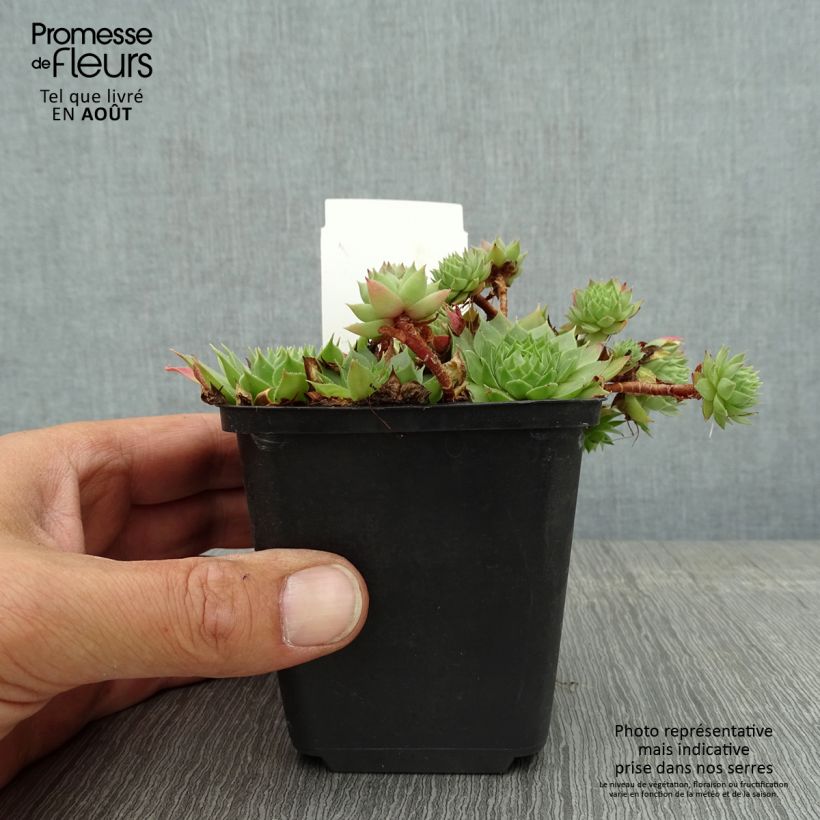 Spécimen de Sempervivum Gay Jester - Joubarbe hybride Godet de 8/9 cm tel que livré en été