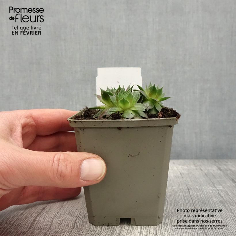 Spécimen de Sempervivum Gay Jester - Joubarbe hybride Godet de 8/9 cm tel que livré en hiver