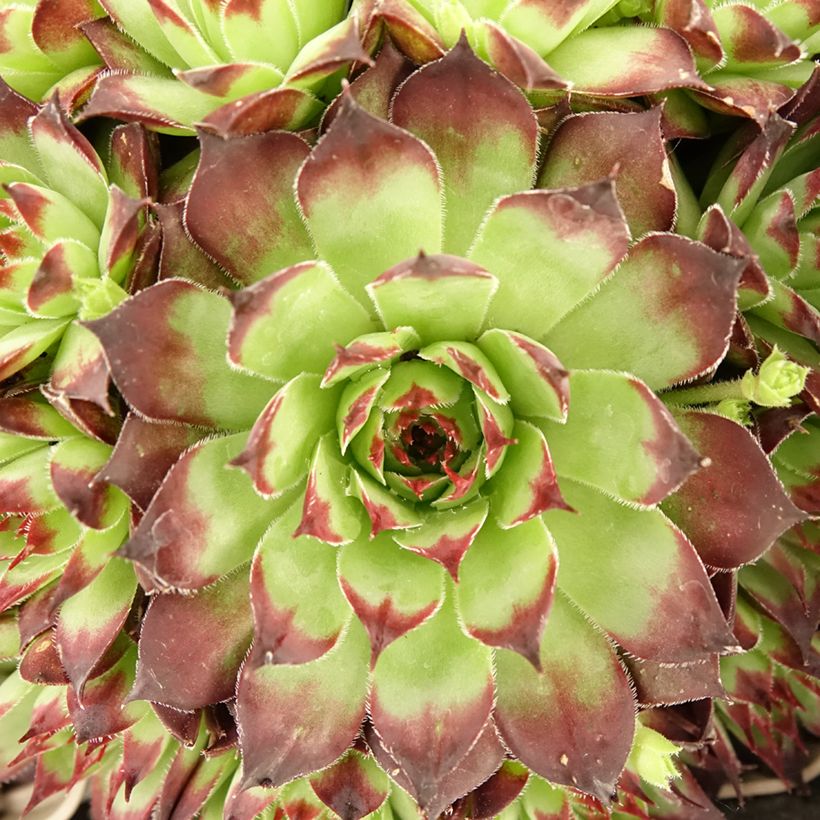 Sempervivum Noir - Joubarbe noire. (Feuillage)