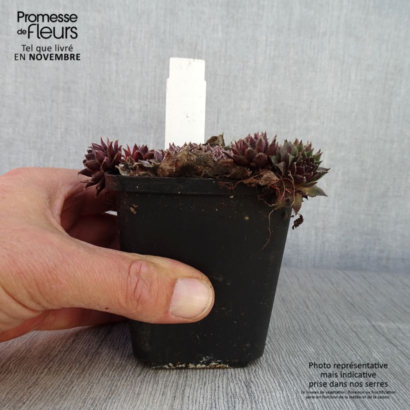 Spécimen de Sempervivum Pilatus - Joubarbe hybride bronze-violacé. Godet de 8/9 cm tel que livré en automne