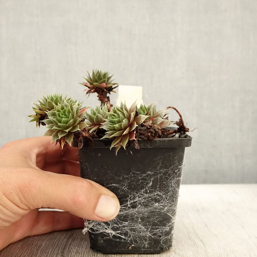 Spécimen de Sempervivum Purple Beauty - Joubarbe bleu vert teinté de pourpre Godet de 8/9 cm tel que livré en automne