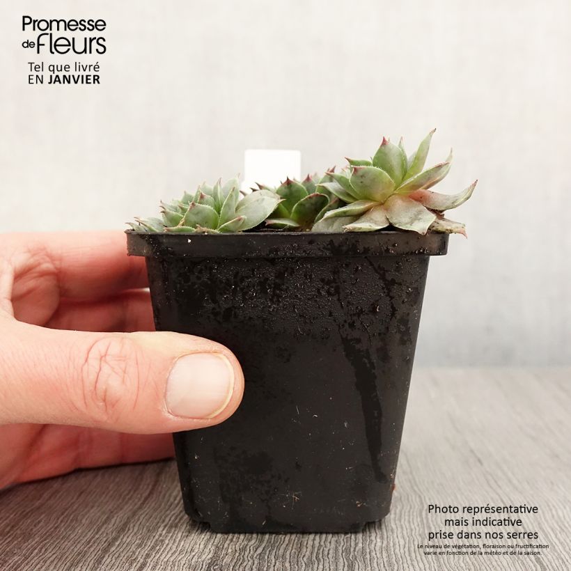 Spécimen de Sempervivum Purple Beauty - Joubarbe bleu vert teinté de pourpre Godet de 8/9 cm tel que livré en hiver