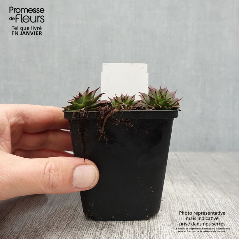 Spécimen de Sempervivum Rauher Kulm - Joubarbe hybride Godet de 8/9 cm tel que livré en hiver