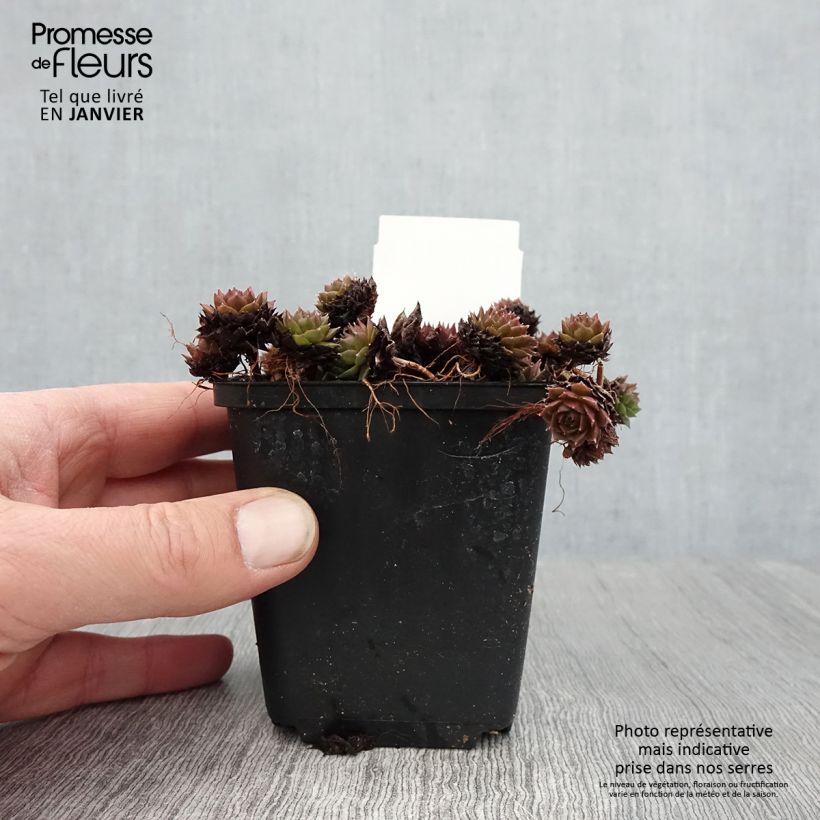 Spécimen de Sempervivum Santis - Joubarbe hybride Godet de 8/9 cm tel que livré en hiver