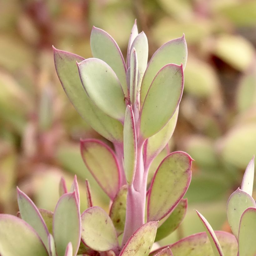 Senecio crassissimus (Feuillage)