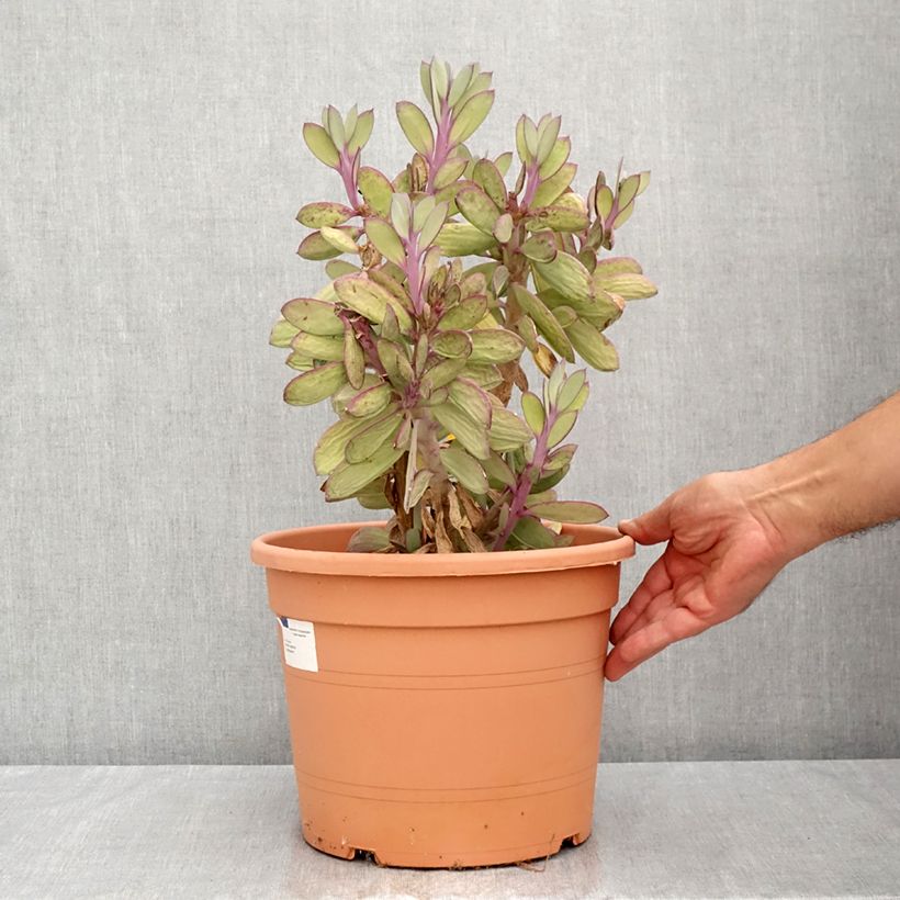 Spécimen de Senecio crassissimus Pot de 7,5L/10L, 25/35 diamètre tel que livré en été