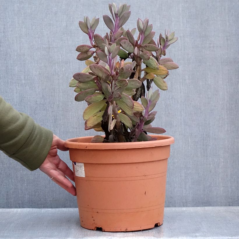 Spécimen de Senecio crassissimus Pot de 7,5L/10L, 25/35 diamètre tel que livré en hiver
