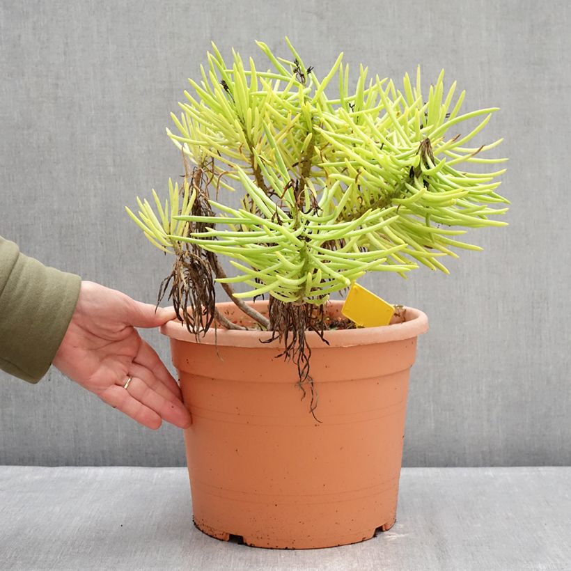 Spécimen de Senecio cylindricus Pot de 7,5L/10L, 20/30 diamètre tel que livré en hiver