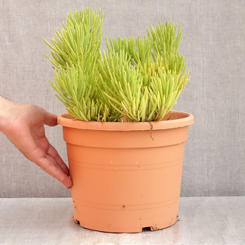 Spécimen de Senecio cylindricus Pot de 7,5L/10L, 20/30 diamètre tel que livré en été